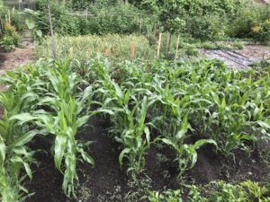 Growing Vegetables in Community Garden