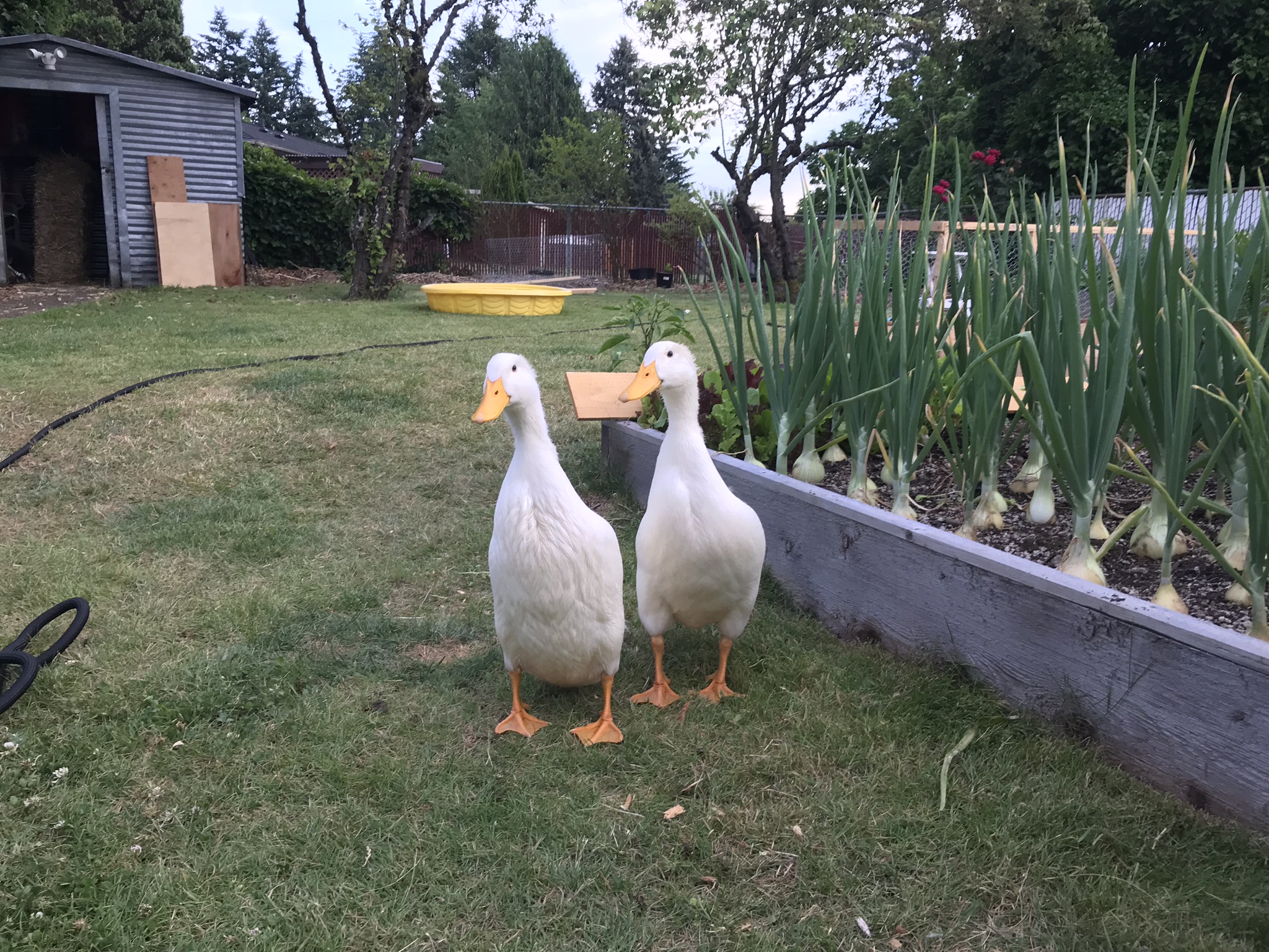 ducks in the urban homestead